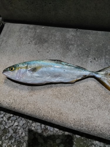 ワカシの釣果