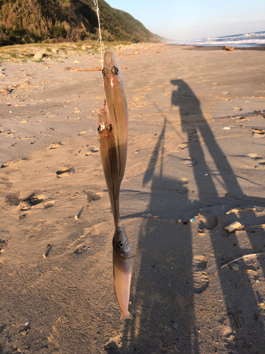 キスの釣果