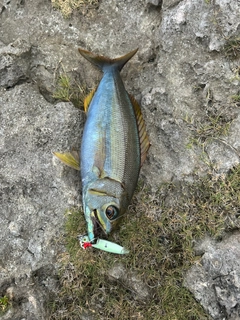 オオグチイシチビキの釣果