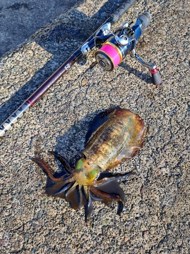 アオリイカの釣果