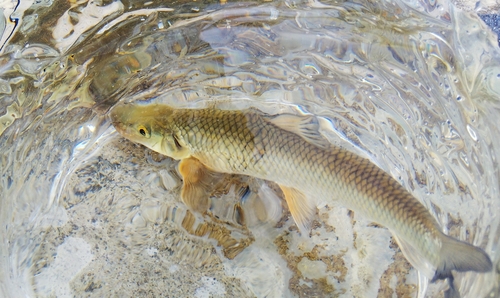 ニゴイの釣果