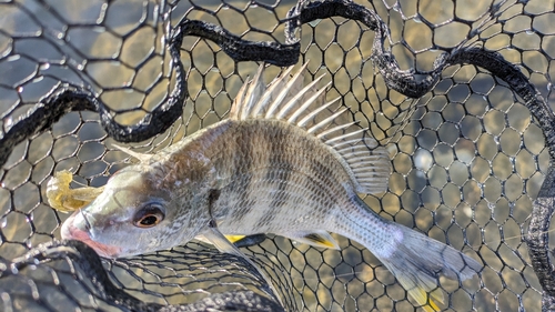 キビレの釣果