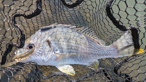 キビレの釣果