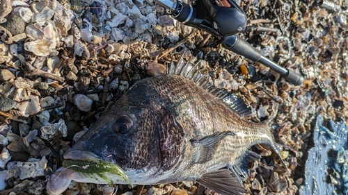 チヌの釣果