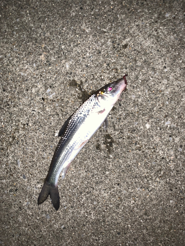 コイの釣果