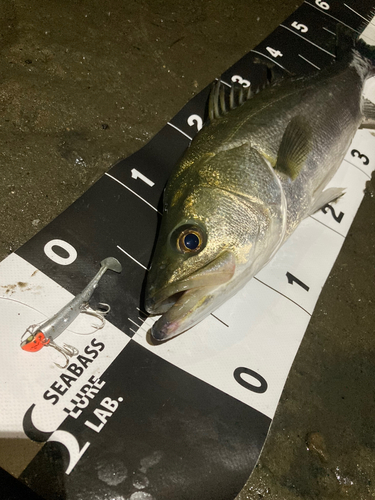 シーバスの釣果