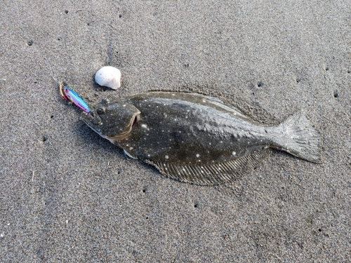 ソゲの釣果