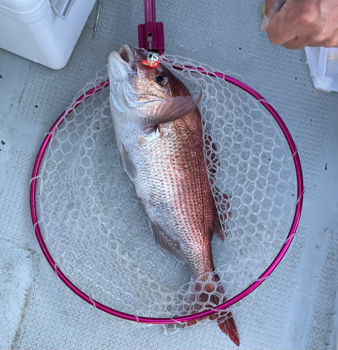 タイの釣果