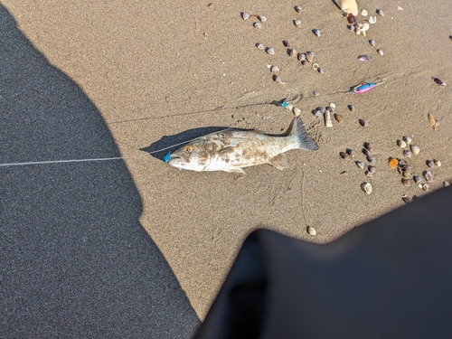 セイゴ（ヒラスズキ）の釣果