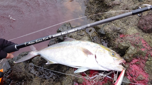 ショゴの釣果