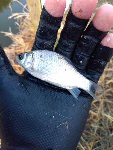 フナの釣果