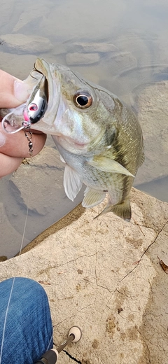 ラージマウスバスの釣果