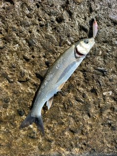 ウグイの釣果