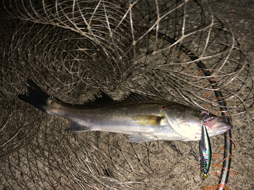 シーバスの釣果