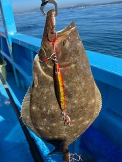 ヒラメの釣果