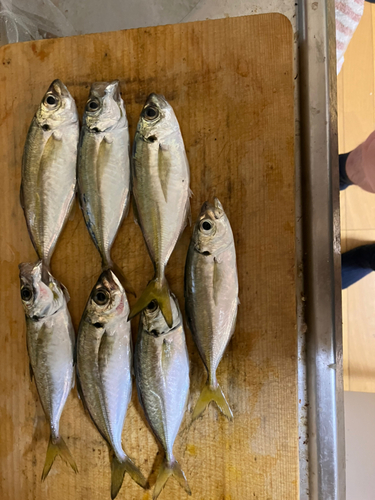 アジの釣果