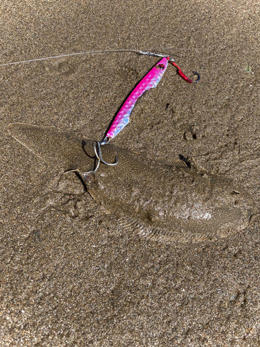 シタビラメの釣果