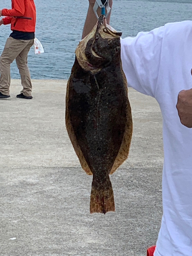 ヒラメの釣果