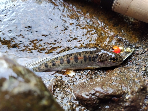 ニジマスの釣果