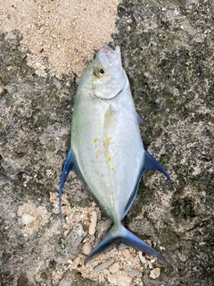 ナンヨウカイワリの釣果