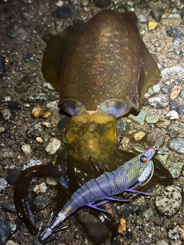 アオリイカの釣果