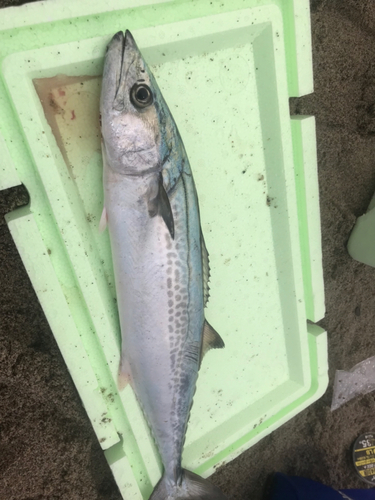 サゴシの釣果