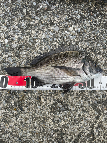 クロダイの釣果