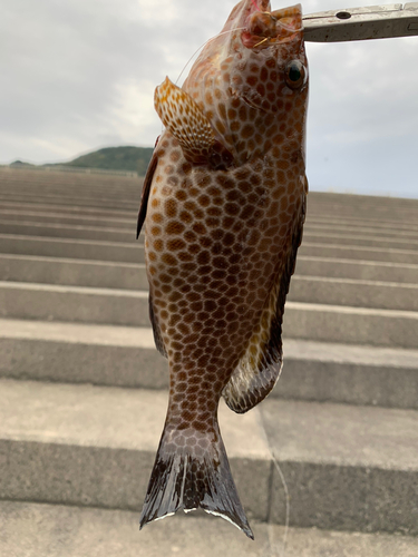 オオモンハタの釣果