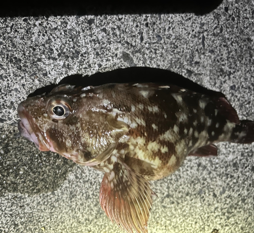 カサゴの釣果