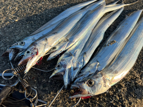 タチウオの釣果