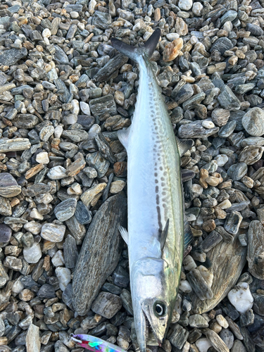 サゴシの釣果