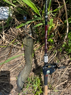 ナマズの釣果