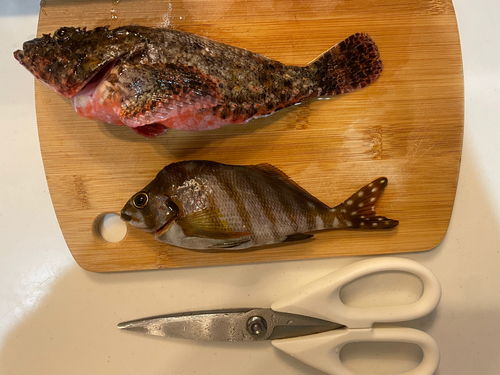 オニカサゴの釣果