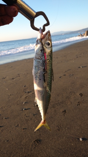 サバの釣果