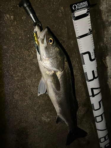 シーバスの釣果