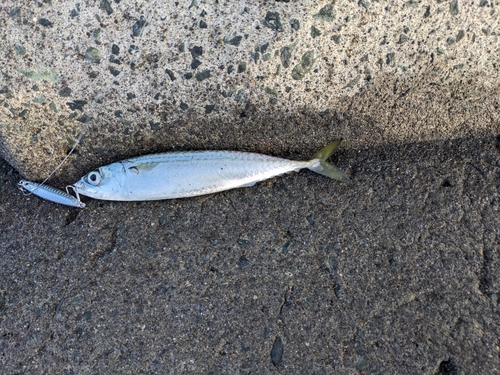 サバの釣果