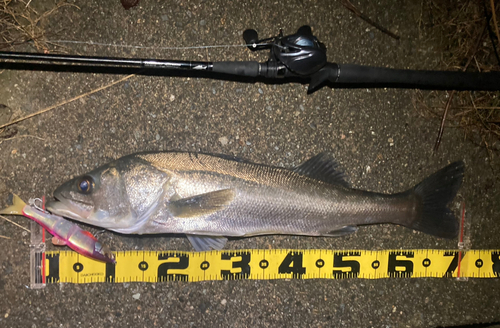 シーバスの釣果