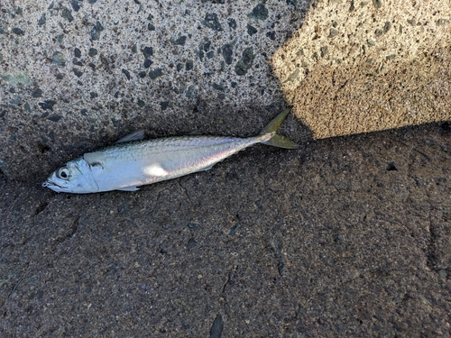 サバの釣果