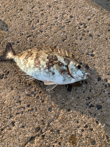 アイゴの釣果