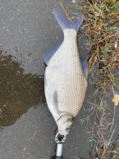 ダントウボウの釣果