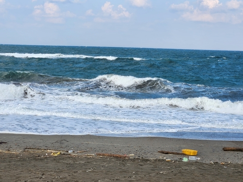 イナダの釣果