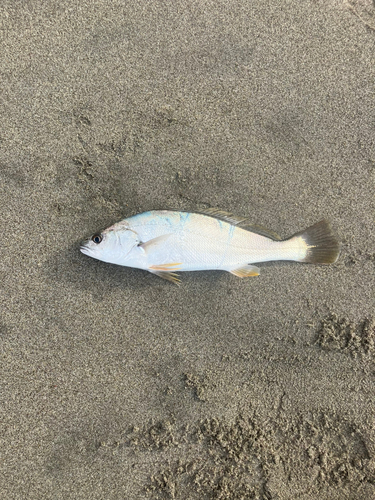 ニベの釣果