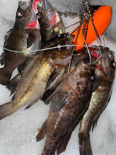 メバルの釣果