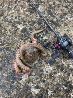 タコの釣果