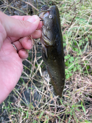 ナマズの釣果