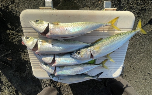 マサバの釣果