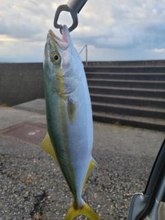 ツバイソの釣果