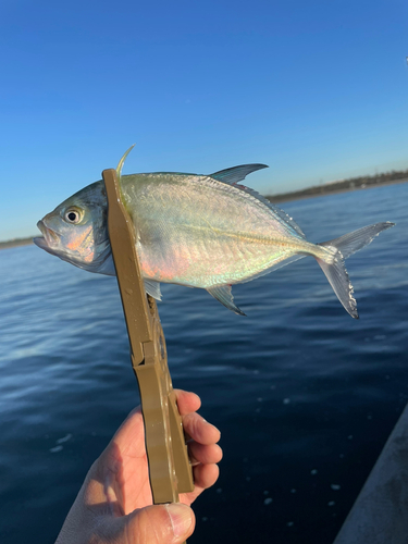 メッキの釣果