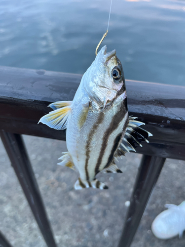 コトヒキの釣果