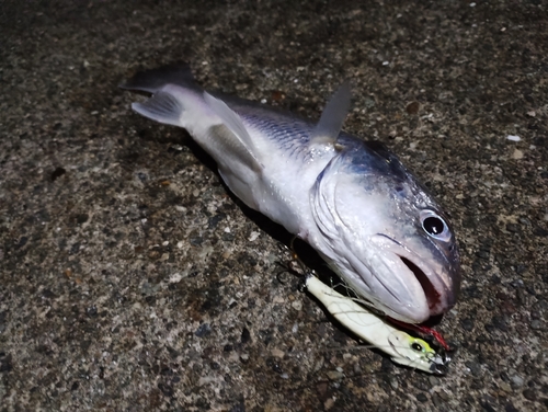 イシモチの釣果